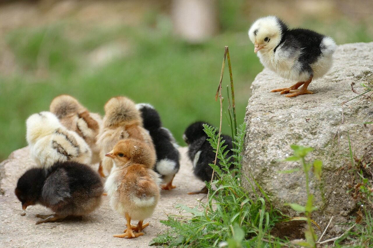 jugs, ornithology, fauna, animal, farm, chicken, nature, bird, young