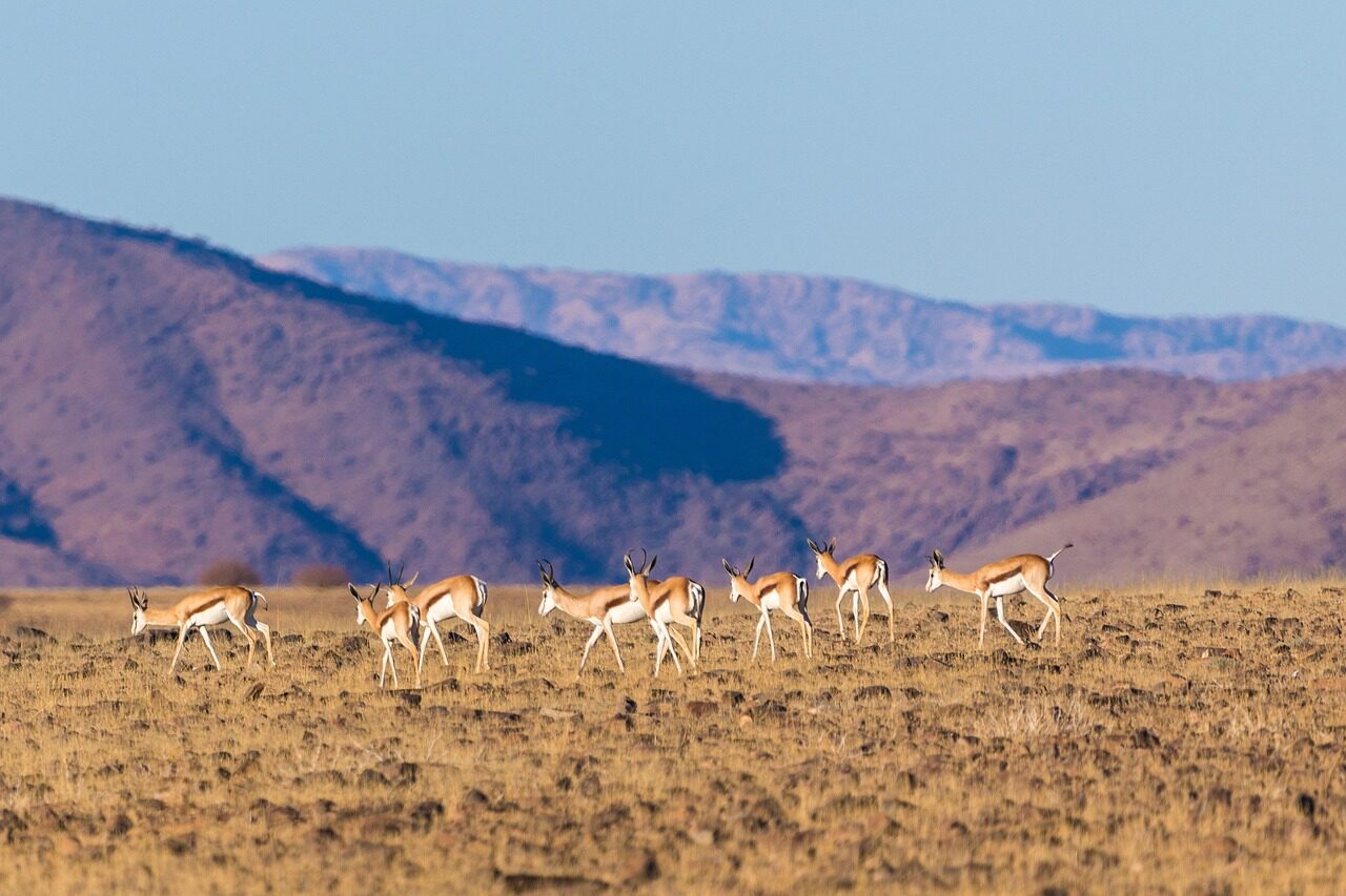 springbok, springbok herd, herd, desert, namibia, mountains, hill, nature, wildlife, mammal, antelope, animal, cute, springbok, springbok, springbok, springbok, springbok