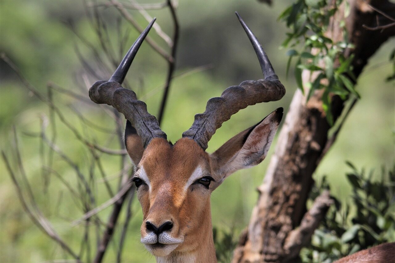 african, wallpaper 4k, impala, nature background, beautiful nature, ram, face, horns, red, mac wallpaper, free wallpaper, animals, nature wallpaper, pilanesberg, game, south, hd wallpaper, africa, nature, wild, wildlife, laptop wallpaper, 4k wallpaper, windows wallpaper, wallpaper hd, beautiful wallpaper, safari, buck, 4k wallpaper 1920x1080, antelope, gazelle, cool backgrounds, deer, small, full hd wallpaper, desktop backgrounds, eyes, ears, free background, background, wallpaper, antlers