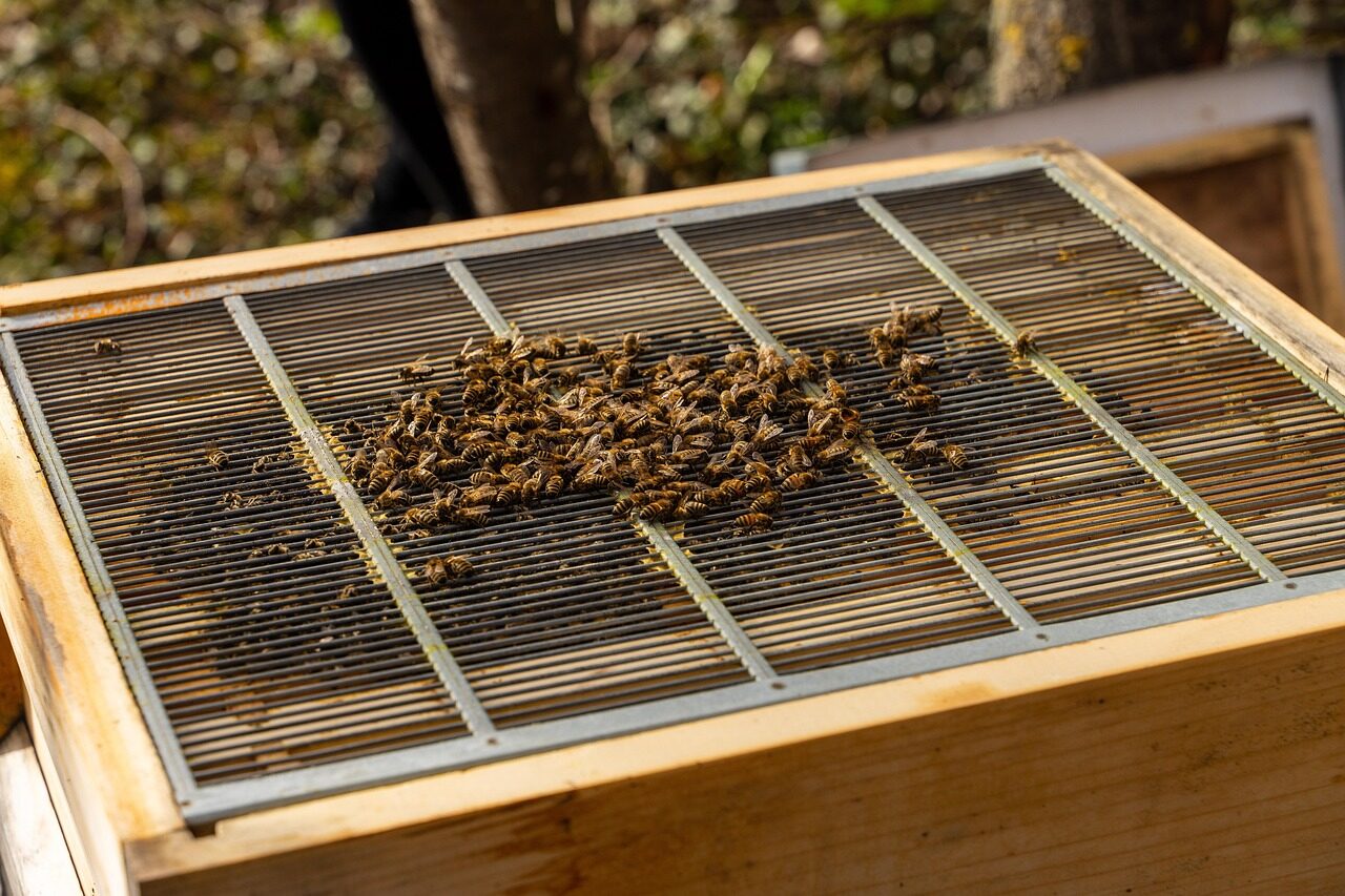 bees, beehive, beekeeping, brood box, hive, honey bees, insects, bee colony, honey production, brood nest, box, bee farm, nature, closeup, bees, beehive, beehive, beehive, beehive, beehive, hive, bee farm, bee farm, bee farm, bee farm, bee farm