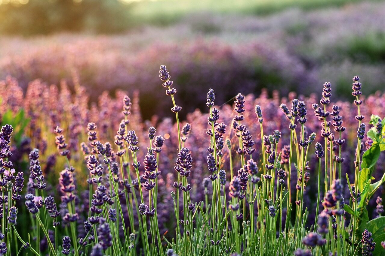 lavender, the smell of, flowers, flower wallpaper, lavender fields, purple flowers, flower, beautiful flowers, flower background, flora, lavender garden, nature
